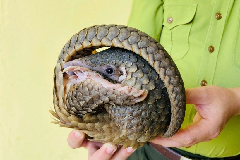 Cá thể tê tê vừa bàn giao có trọng lượng khoảng 1,5kg. (Ảnh: Hạt Kiểm lâm huyện Tuyên Hóa)
