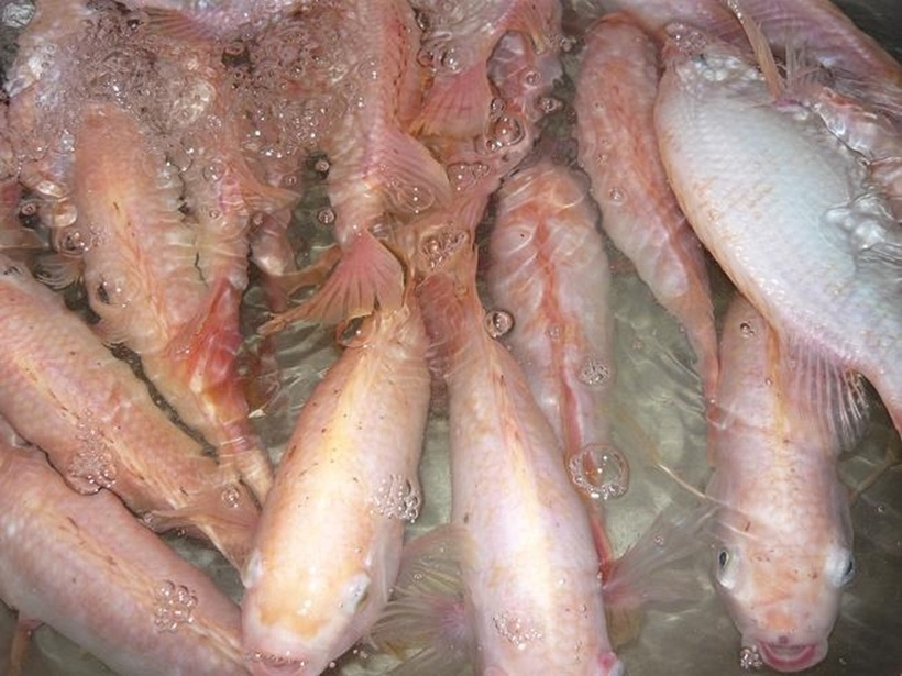 Cá diêu hồng