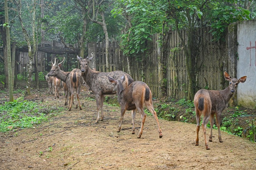 Các cá thể nai đã được đưa về Trung tâm Cứu hộ, bảo tồn và Phát triển sinh vật, VQG Cúc Phương. (Ảnh: Công lý)