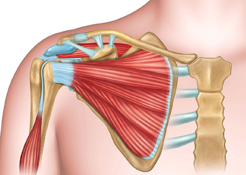 Khớp vai có khả năng xoay chuyển linh hoạt nên dễ bị tổn thương