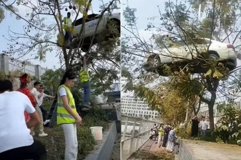 Chiếc xe ô tô “mắc kẹt” trên thân cây cao thu hút sự chú ý lớn trên mạng xã hội. Ảnh: Weibo.