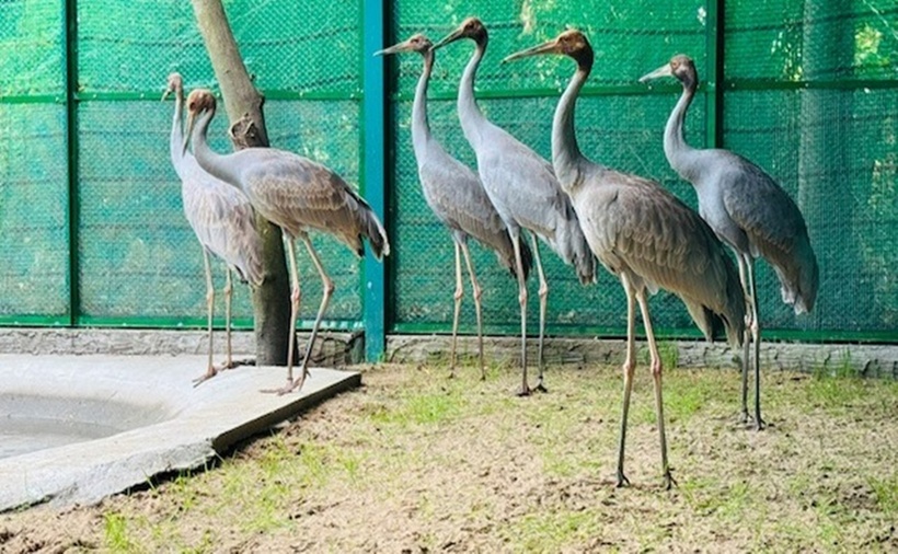 6 cá thể sếu trong khu vực nuôi cách ly tại Thảo cầm viên Sài Gòn. (Ảnh: Cổng thông tin điện tử Đồng Tháp)