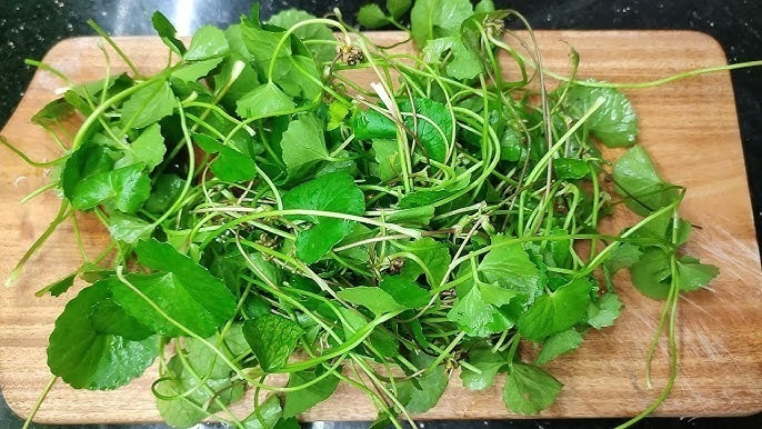 Nhóm dược chất triterpenoids trong rau má có khả năng cung cấp máu cho khu vực bị thương.