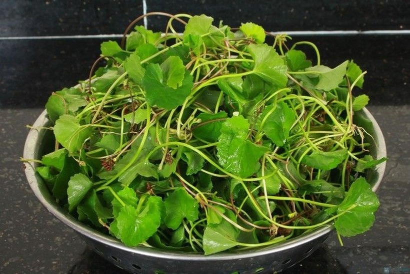 Rau má có chứa Triterpenoids giúp giảm lo lắng và cải thiện sức khỏe tâm thần.