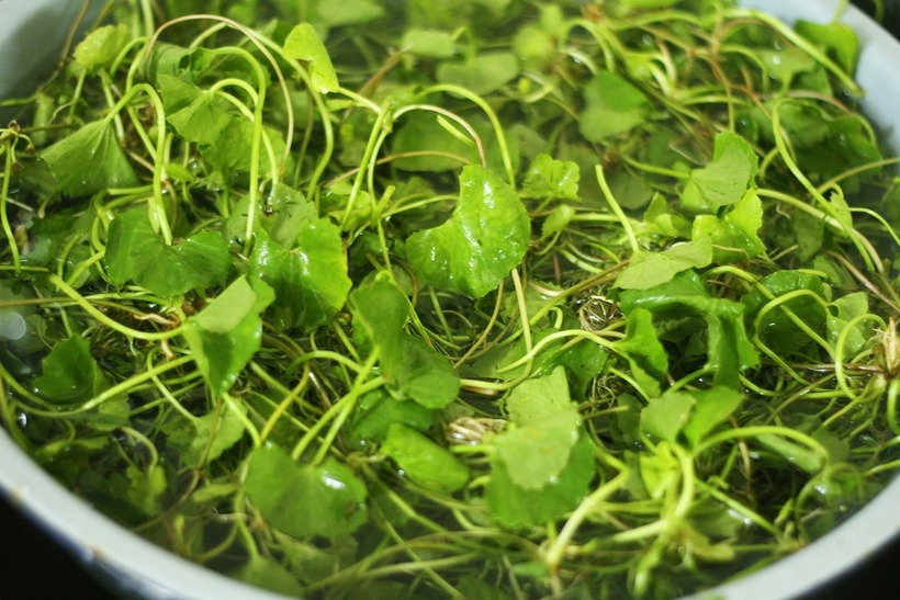 Rau má có chứa beta caroten, sterols, saponins, alkaloids, flavonols, terpenoids, các vitamin…
