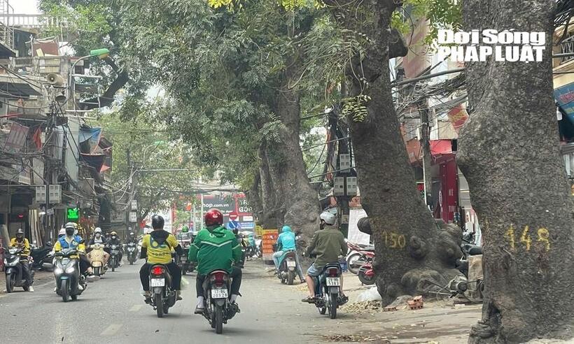 Tuyến đường Hoàng Cầu - Voi Phục có nhiều cây cổ thụ, trong đó không ít cây lâu năm với tán rộng, góp phần tạo cảnh quan và điều hòa không khí cho khu vực.