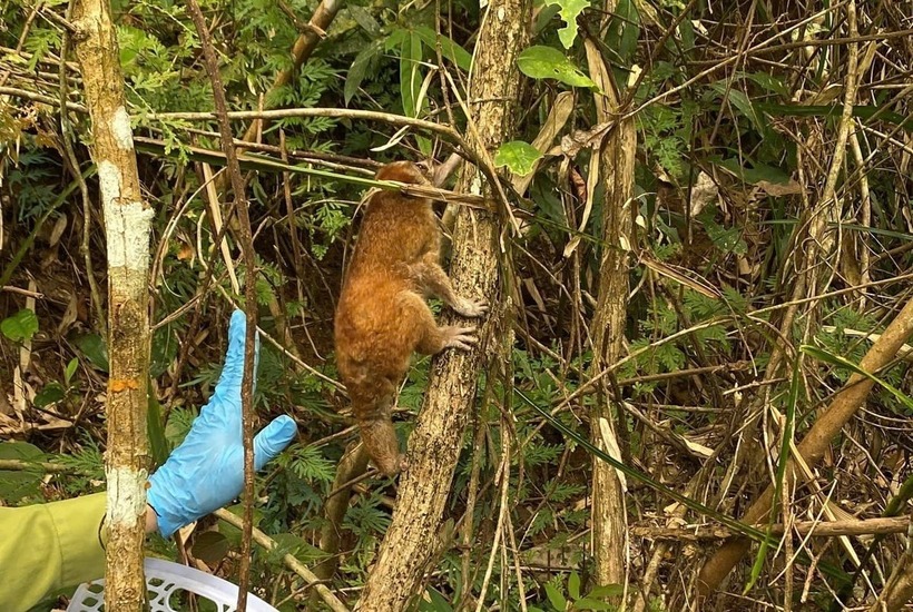 Cá thể culi nhỏ (tên khoa học Nycticebus pygmaeus) được thả về môi trường tự nhiên. Ảnh: VQG Chư Yang Sin/ Nông nghiệp môi trường