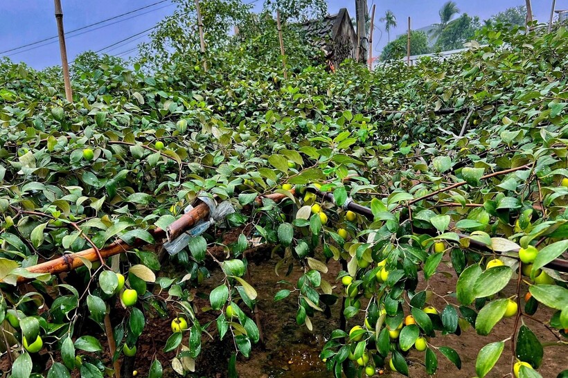 Sản phẩm của Mầm Distillery được sản xuất từ giống táo Bàng La (Hải Phòng)