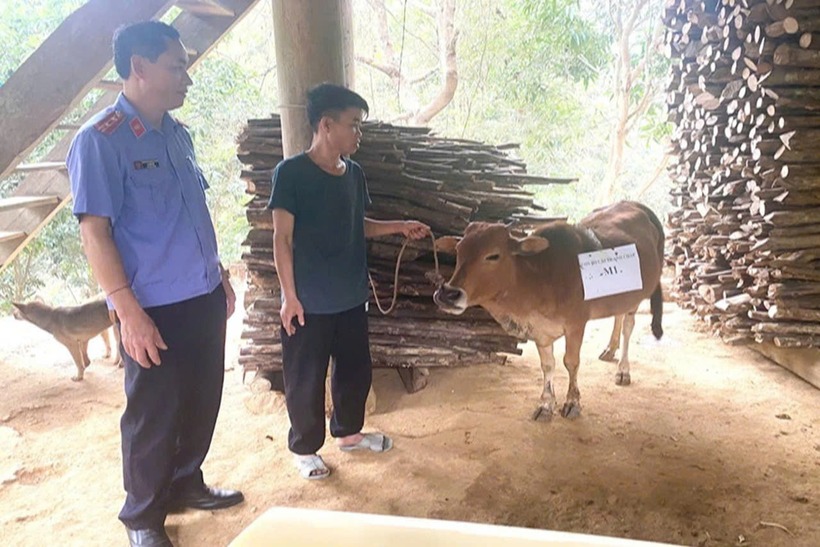 Cơ quan chức năng lấy mẫu giám định ADN con bò 2 hộ dân đang tranh chấp. (Ảnh: VietnamNet)