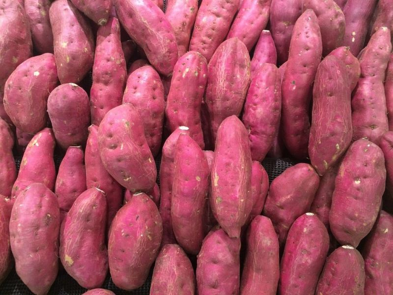 Củ khoai lang.