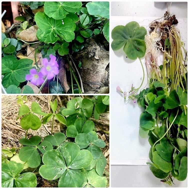 Cây người phụ nữ uống được cho là cây me đất hoa tím. Ảnh: BVCC.