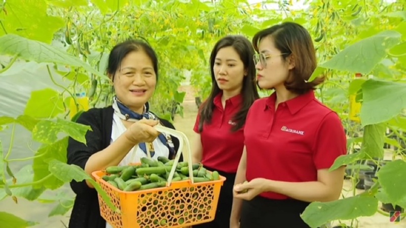 Bà Nguyễn Thị Tâm đang đưa cán bộ Agribank thu hoạch vườn cà chua trong nhà màng.