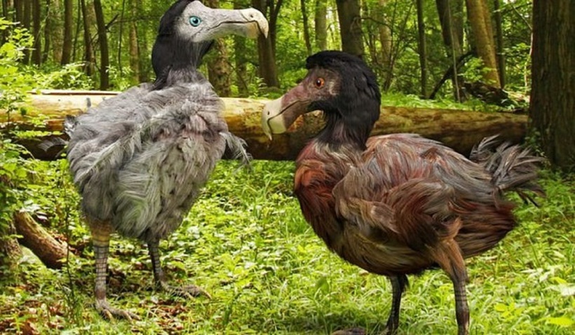Chim Dodo từng được xuất hiện trong tác phẩm Cuộc phiêu lưu của Alice ở xứ sở thần tiên của nhà văn Lewis Caroll vào năm 1865.