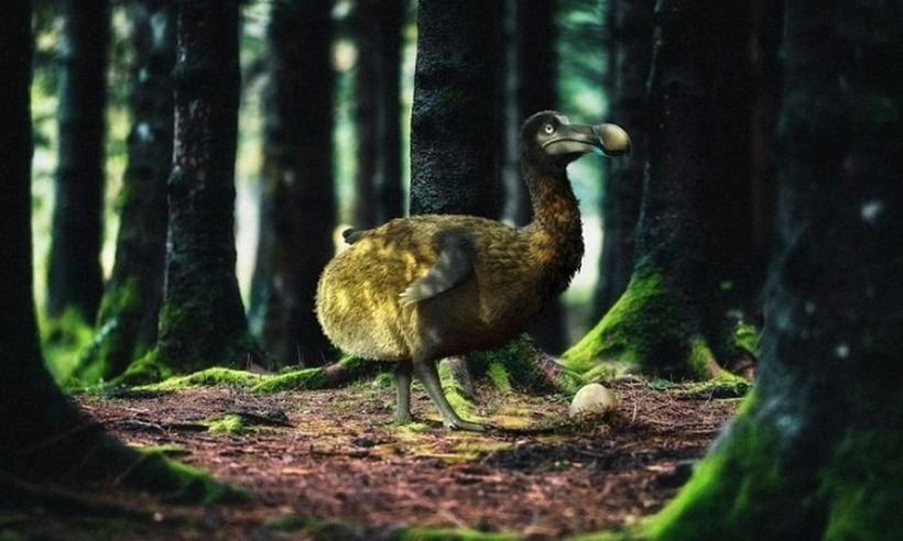 Chim Dodo có kích thước lớn, cân nặng có thể đạt tới 23kg.