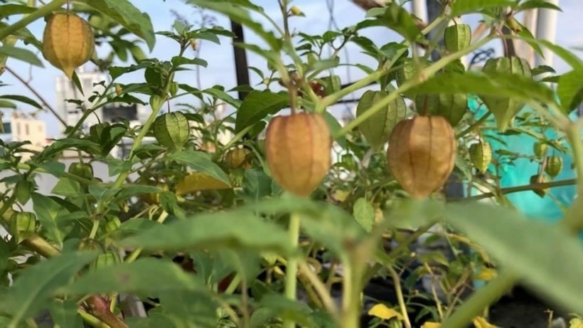 Tác dụng của tầm bóp đối với tim - 1
