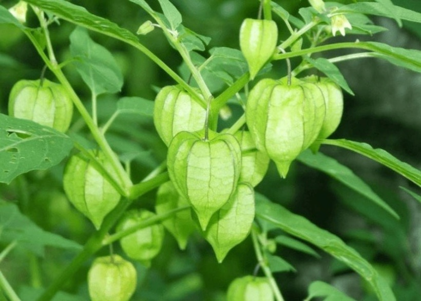Tác dụng của tầm bóp đối với tim - 2