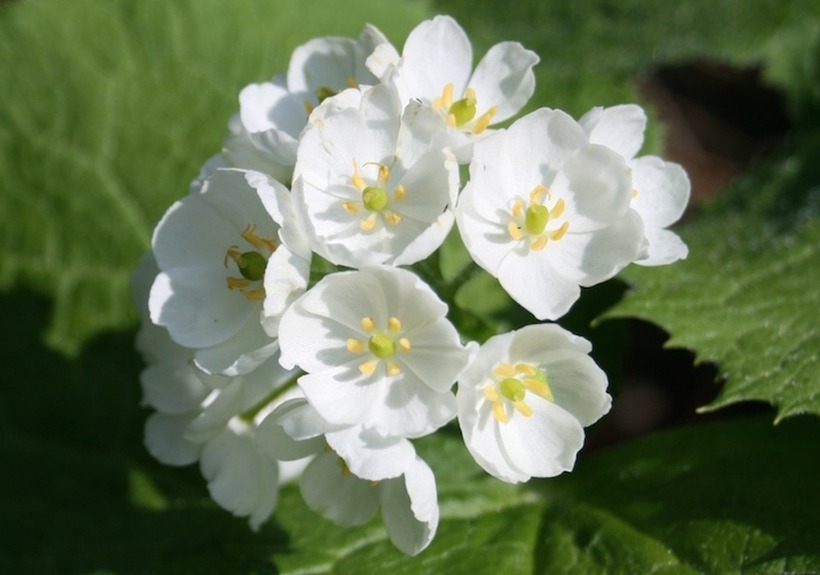 Diphylleia grayi là tên khoa học của một loài cây có hoa trắng.