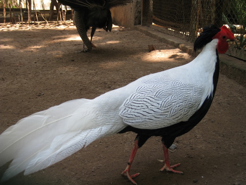 Gà lôi trắng
