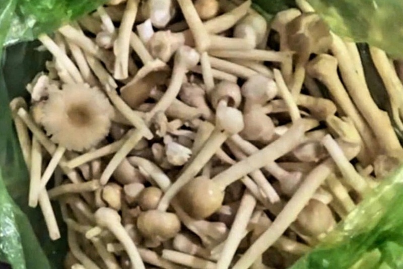 Loại nấm khiến 7 người nhập viện cấp cứu. Ảnh: Báo Tuổi trẻ.