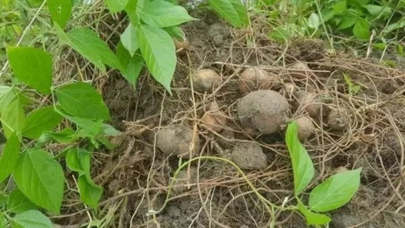 Cây tam diệp thanh cho thấy sự phát triển mạnh mẽ nhất ở ngưỡng nhiệt độ lý tưởng khoảng 25 độ C.