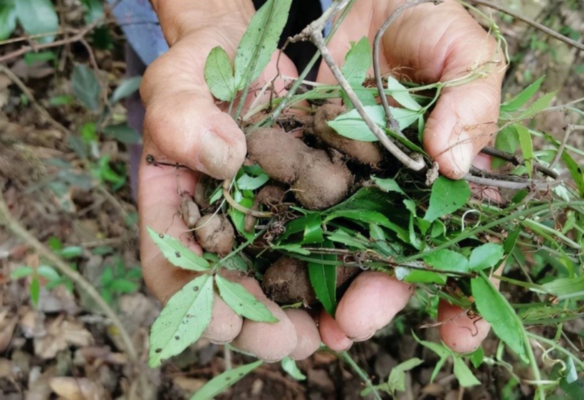 Cây tam diệp thanh được biết đến với vô vàn công dụng quý báu đối với sức khỏe con người.