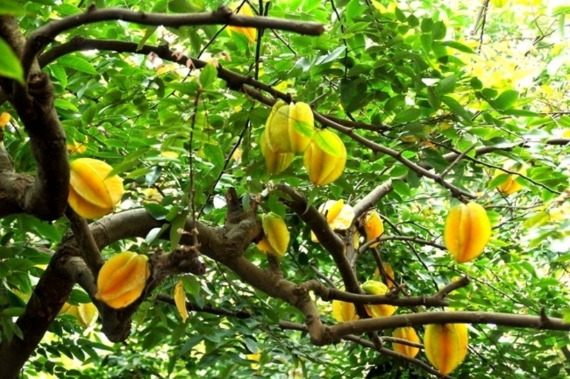 Bạn nên tiến hành cắt cành cho cây khế một lần mỗi năm. Ảnh minh họa