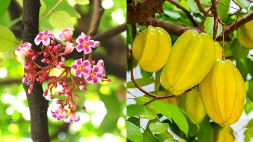 Cây khế ưa bóng râm, ưa ẩm. Ảnh minh họa