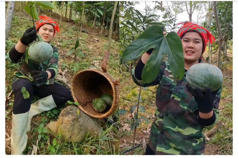 Đài hái được biết đến là cây thân leo, quả to tròn, cỡ như quả bưởi. Ảnh: VietNamnet