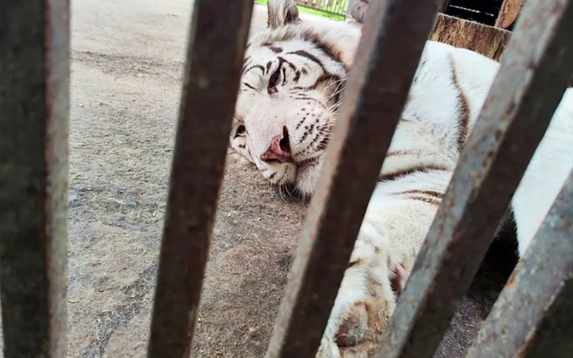 Con hổ Bengal trắng quý hiếm tên Lucy.  (Ảnh: East2West News)