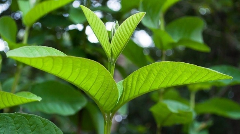 Loại lá quen thuộc giúp "tống khứ" mỡ máu, giảm nguy cơ đột quỵ - 2