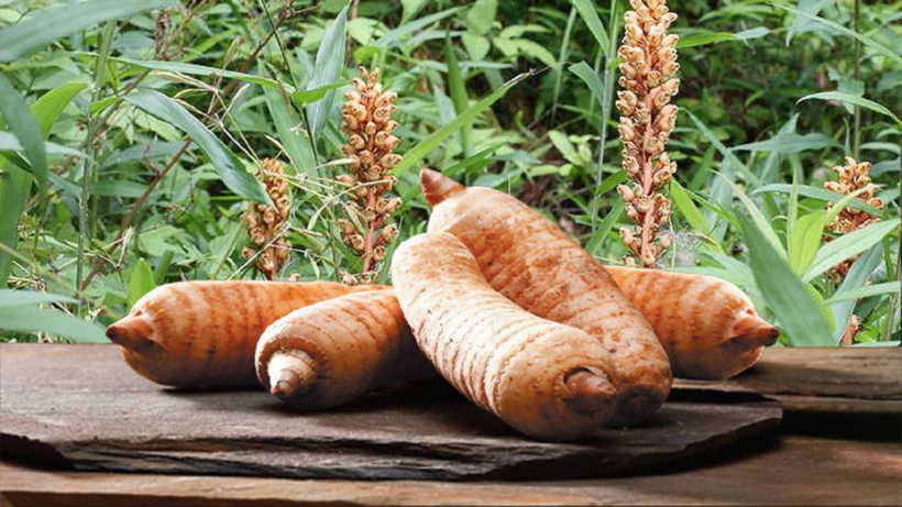 Bổ sung Thiên Ma và Câu đằng sẽ giúp hỗ trợ giảm run tay chân