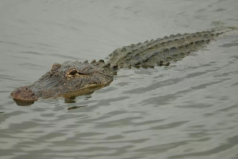Người phụ nữ bị cá sấu tấn công, tử vong thương tâm. Ảnh minh họa: Getty Images