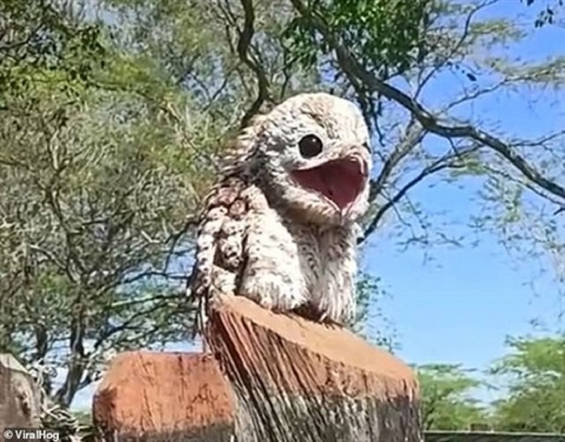 Chim Potoo rất khó bắt gặp trong tự nhiên.