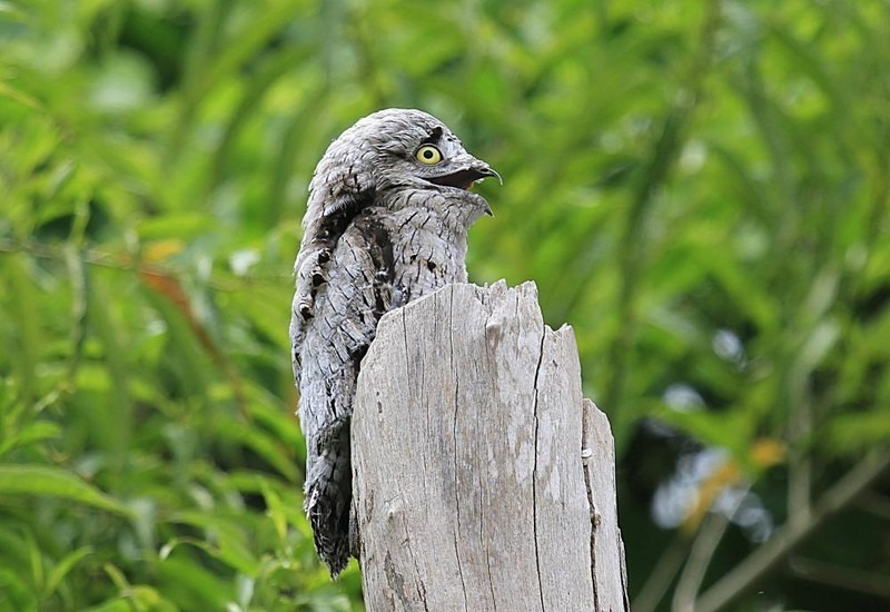 Chim Potoo chủ yếu sinh sống ở khu vực phía Bắc của lục địa Nam Mỹ.