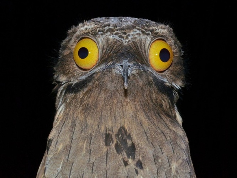 Chim Potoo là loài động vật hoạt động đơn độc vào ban đêm.