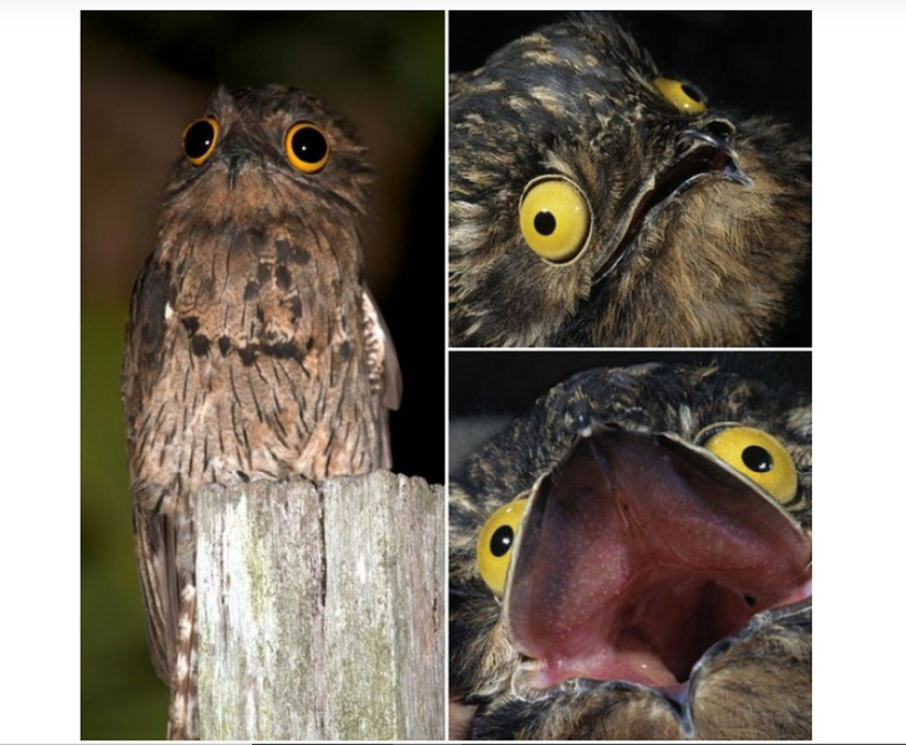 Chim Potoo