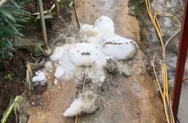 Trận mưa đá bất ngờ xuất hiện kéo dài hơn 30 phút ảnh hưởng đến một số diện tích hoa màu. Ảnh: Tiền Phong