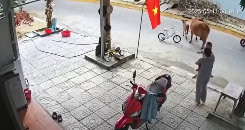Người thân kịp thời xuất hiện, xua đuổi đàn bò ra xa và đưa cháu bé vào nhà kiểm tra sức khỏe. Ảnh cắt từ clip