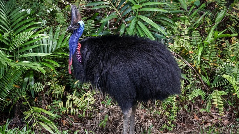 Đà điểu đầu mào (Cassowary) luôn đứng đầu trong danh sách những loài chim đáng sợ. Ảnh: Getty Images.