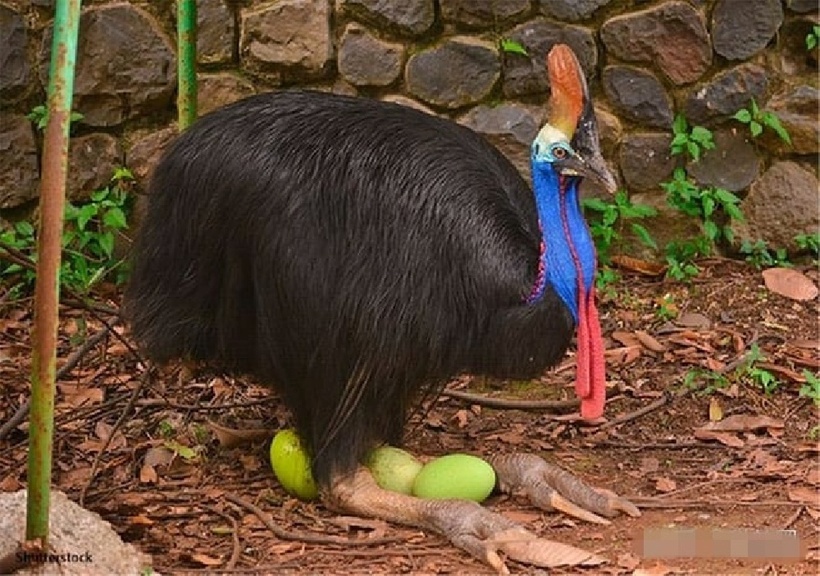 Trứng loài cassowary dài khoảng 13 cm, có màu xanh lục tươi thay vì màu trắng. Ảnh: inf.news.