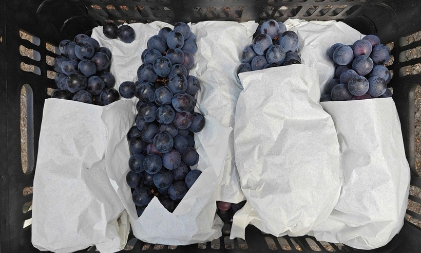 Chủ hộ kinh doanh cũng không thể xuất trình được hóa đơn, chứng từ nào để chứng minh tính hợp pháp của lô hàng.