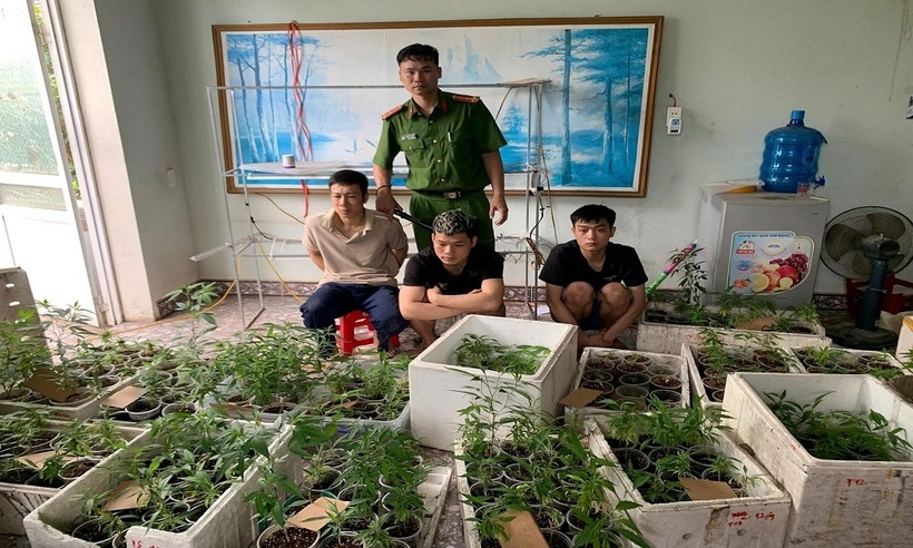 Thu giữ hơn 300 cây cần sa trong nhà dân.
