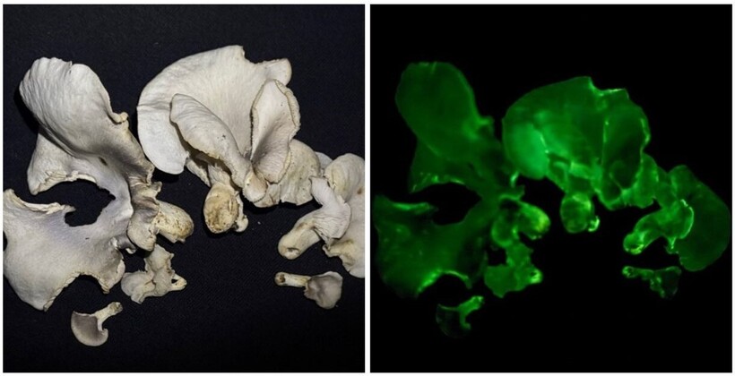 Nấm Omphalotus nidiformis trong tối có chiếu đèn và tối hoàn toàn. (Ảnh: Trung tâm Nhiệt đới Việt - Nga)