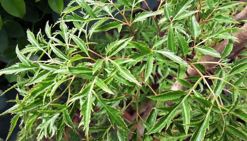 Trong y học cổ truyền, đinh lăng được sử dụng để chữa trị nhiều loại bệnh như ho, cảm cúm, viêm phổi, đau lưng, mệt mỏi và các bệnh về tiêu hóa. Ảnh minh họa.