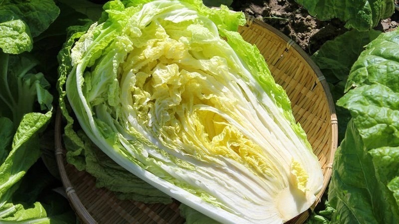 Lá của cải thảo vàng được quấn chặt hơn, có khả năng trữ nước tốt. Ảnh minh hoạ.