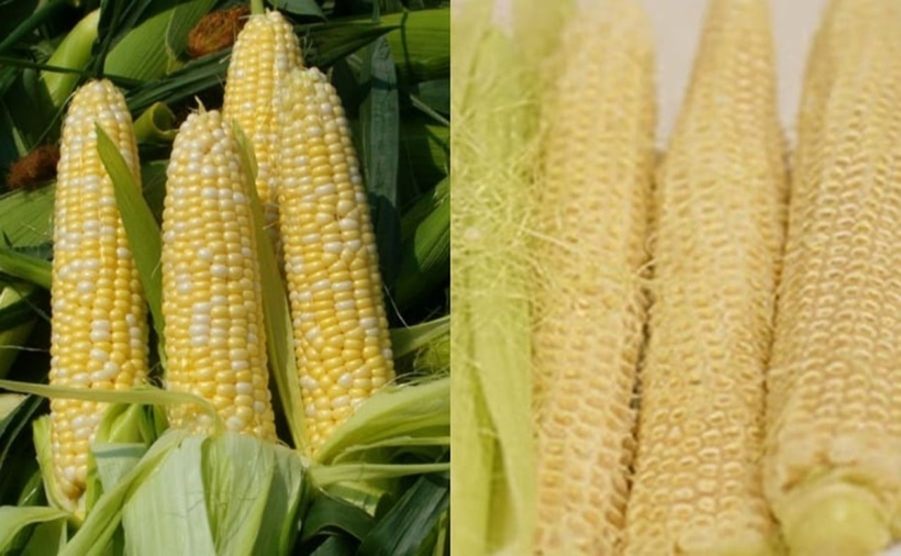 Lõi bắp ngô là khả năng thanh nhiệt, lợi tiểu và hỗ trợ thải độc tự nhiên cho cơ thể.