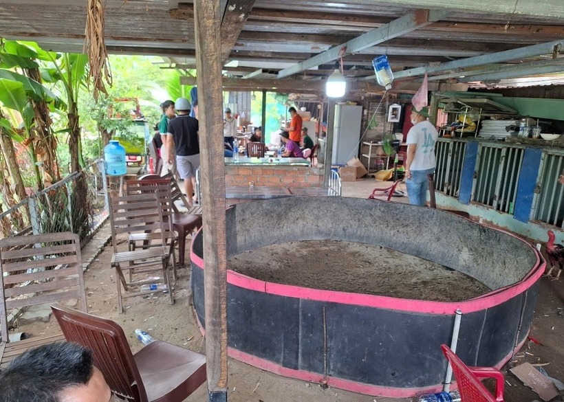 Tụ điểm đánh bạc dưới hình thức cá độ đá gà quy mô lớn, ngụy trang dưới lán trại nuôi gà. Ảnh: Công lý