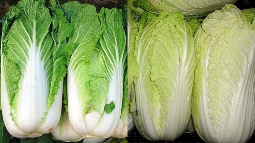 Loại cải thảo có lá xanh có thời gian chín tương đối dài, mất khoảng 90 ngày, thường có vào giữa và cuối tháng 11 hàng năm, muộn hơn nhiều so với cải thảo vàng. Ảnh minh hoạ.