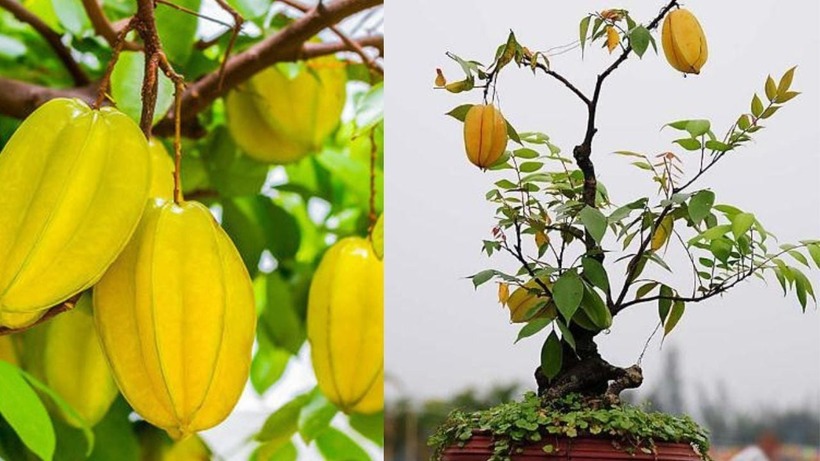 Cây khế, với hình dáng đặc trưng và quả ngọt chua thanh mát, là một trong những loại cây được nhiều người cân nhắc trồng trước nhà. Ảnh minh họa