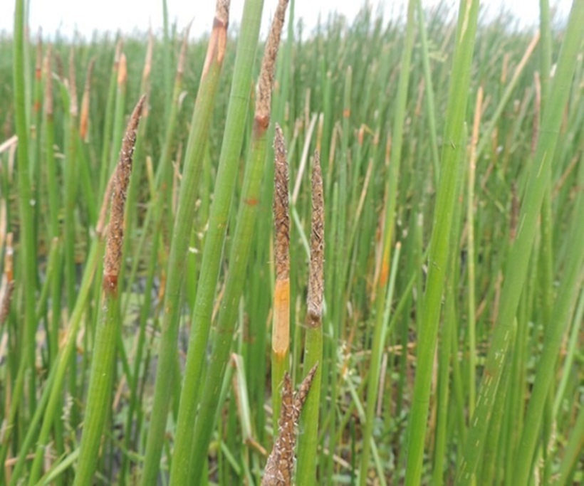 Mã thầy là một loài cây thân thảo thủy sinh thuộc họ Cói (Cyperaceae), có thân rễ mọc bò lan dưới mặt nước.